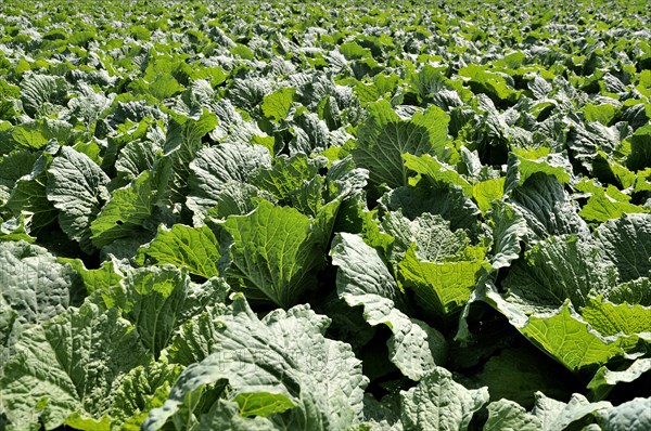 Savoy cabbage (Brassica oleracea convar. Capitata var. Sabauda L.)