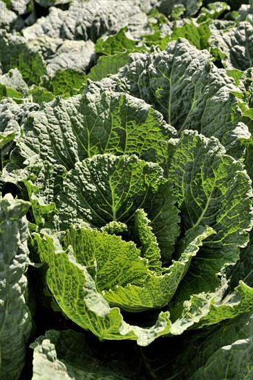 Savoy cabbage (Brassica oleracea convar. Capitata var. Sabauda L.)