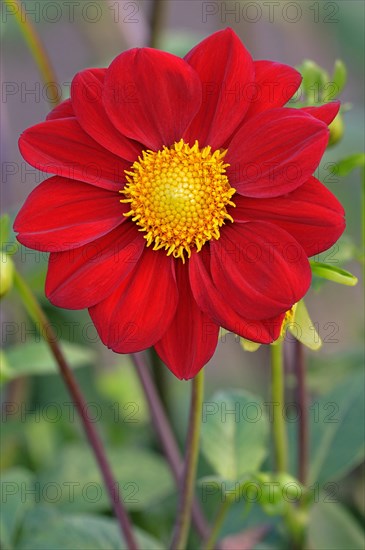 Red dahlie (Dahlia)