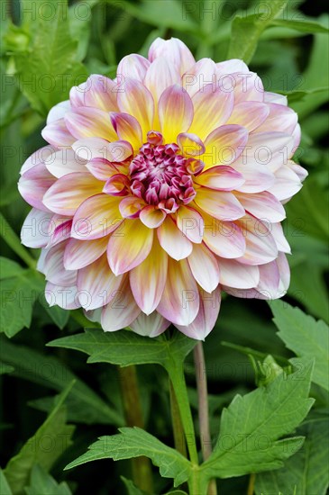 Dahlie (Dahlia)