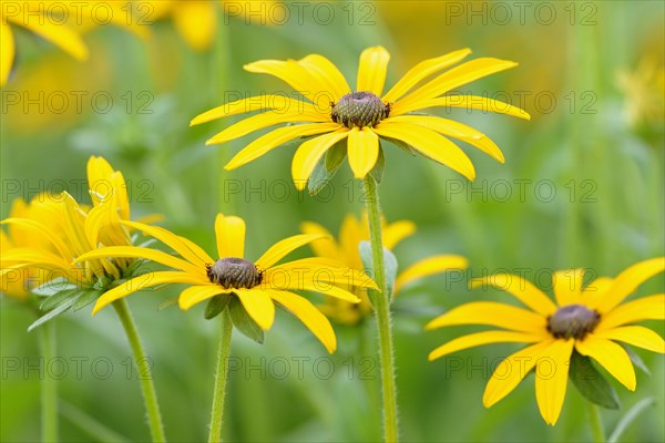 Orange coneflower (Rudbeckia fulgida)