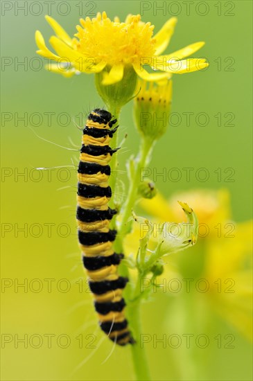 Cinnabar moth caterpillar (Tyria jacobaeae) feeding on Ragwort (Senecio jacobaea)