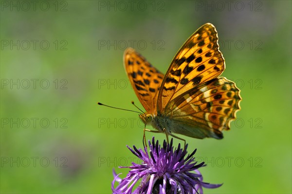 Silver-washed fritillary (Argynnis paphia) on brown knapweed (Centaurea jacea)