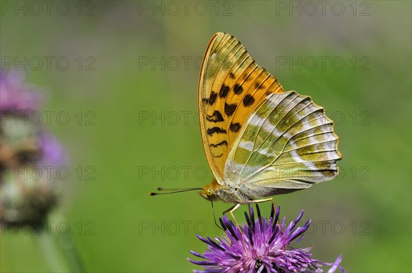 Silver-washed fritillary (Argynnis paphia) on brown knapweed (Centaurea jacea)