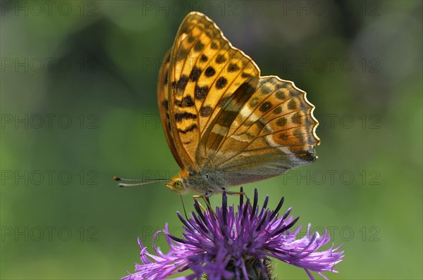 Silver-washed fritillary (Argynnis paphia) on brown knapweed (Centaurea jacea)