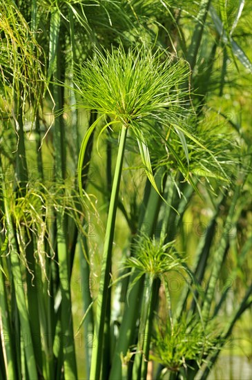 Papyrus sedge (Cyperus papyrus)