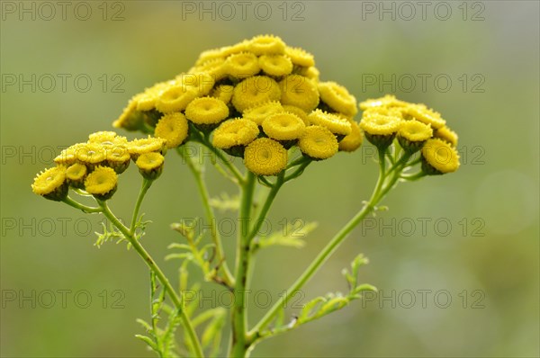 Tansy (Tanacetum vulgare)