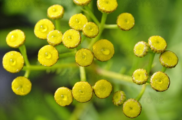 Tansy (Tanacetum vulgare)