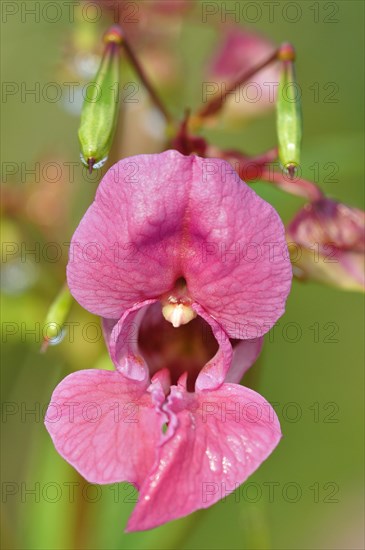 Impatiens glandulifera (Impatiens glandulifera) flower