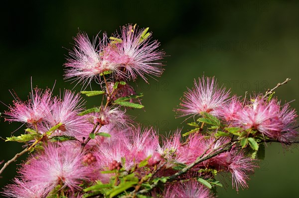 Calliandra grandiflora (Calliandra grandiflora) flower