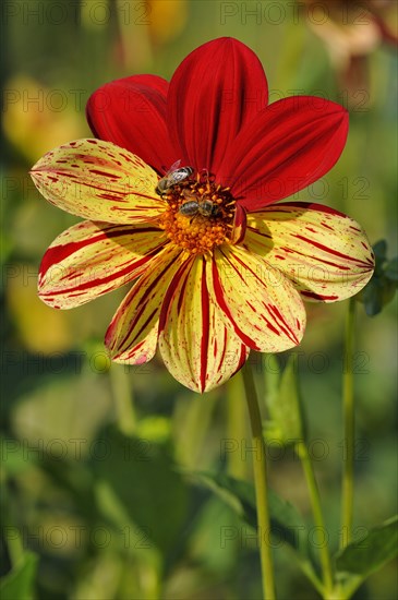Dahlia (Dahlia)
