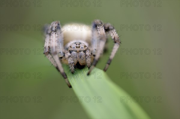 Four-spot orb-weaver (Araneus quadratus)