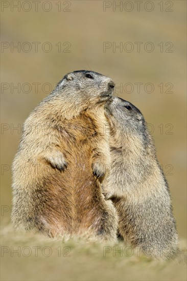 Alpine marmot (Marmota marmota)