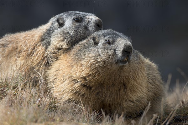 Alpine marmot (Marmota marmota)