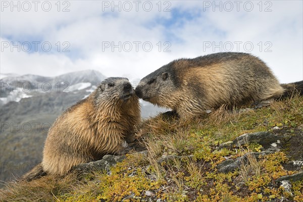 Alpine marmots (Marmota marmota)