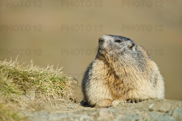 Alpine marmot (Marmota marmota)