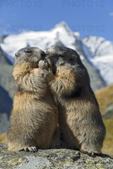 Alpine marmots (Marmota marmota)