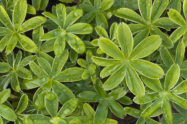 Alpine lady's-mantle (Alchemilla conjuncta) Stallental