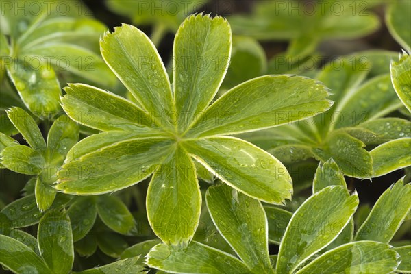 Alpine lady's-mantle (Alchemilla conjuncta) Stallental