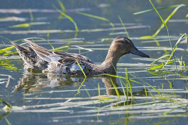 Garganey (Anas querquedula) in water