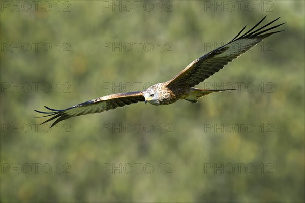Red Kite (Milvus milvus)