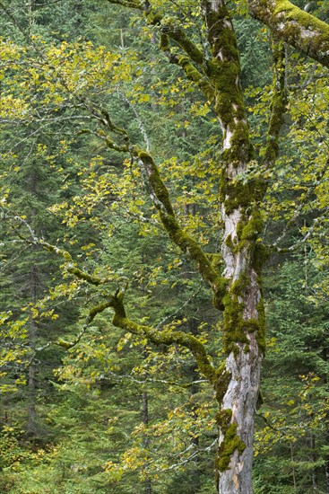 Mossy tree trunk