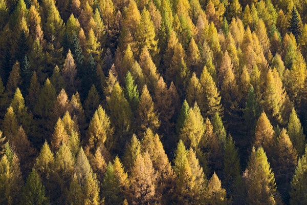 European larch (Larix decidua)