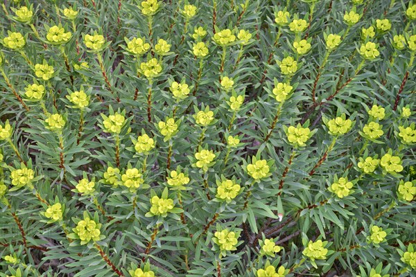 Tree Spurge (Euphorbia dendroides)