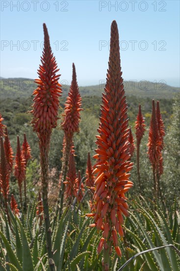 Krantz aloe (Aloe arbosescens)