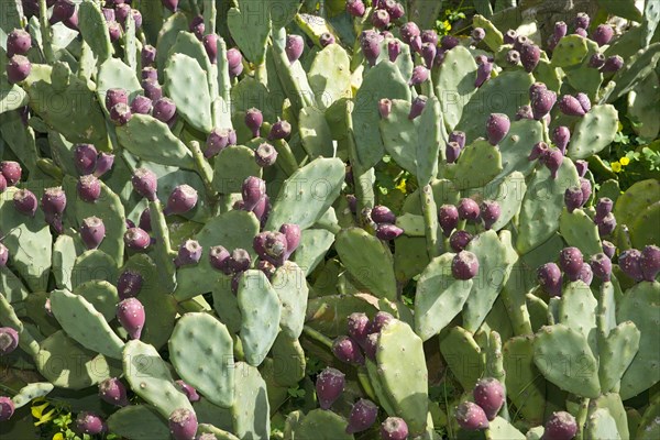 Prickly pear cactus (Opuntia ficus-indica) with fruit