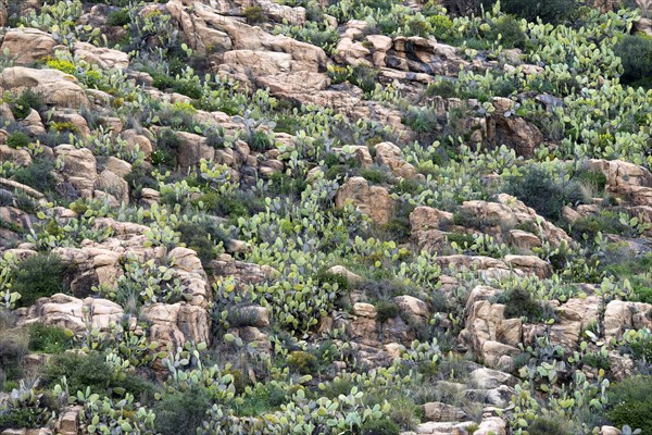 Rocky landscape with prickly pear cactus (Opuntia ficus-indica) and spurges (Euphorbia)