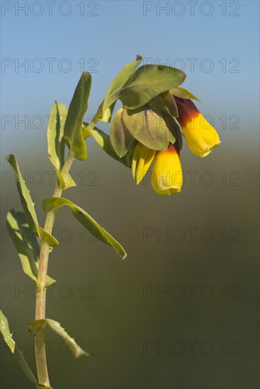 Honeywort (Cerinthe major)