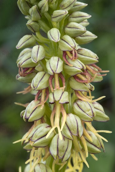 Man Orchid (Aceras anthropophorum)