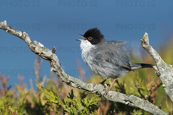 Sardinian Warbler (Sylvia melanocephala) on dry branch