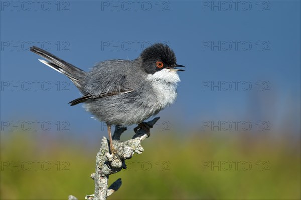 Sardinian Warbler (Sylvia melanocephala)