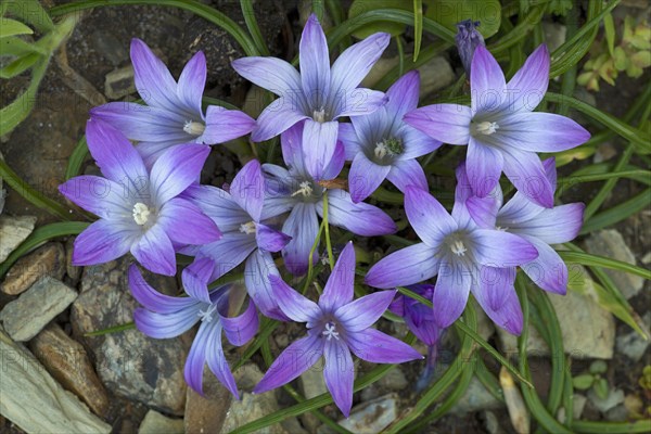 Crocus (Romulea)