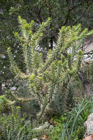 Walking stick cholla (Cylindropuntia imbricata)