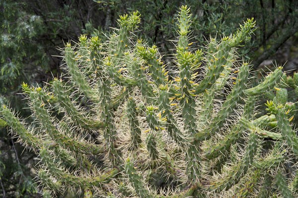 Walking stick cholla (Cylindropuntia imbricata)