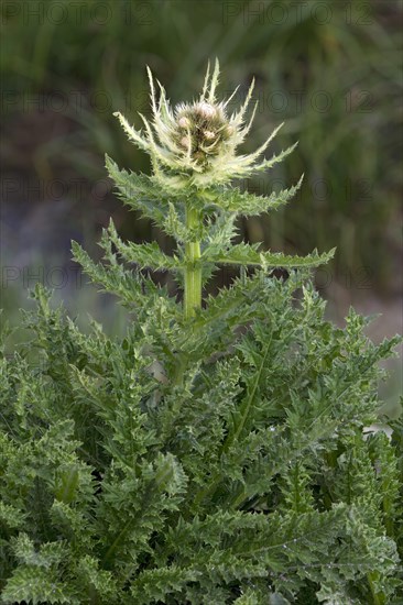 Spiniest Thistle (Cirsium spinosissimum)