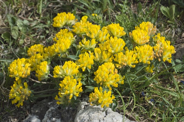 Alpine Kidney Vetch (Anthyllis vulneraria alpestris)