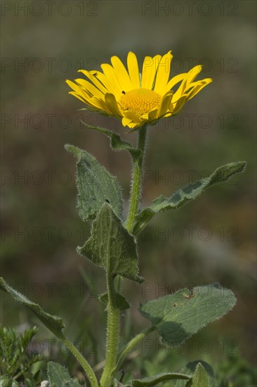 Doronicum (Doronicum grandiflorum)