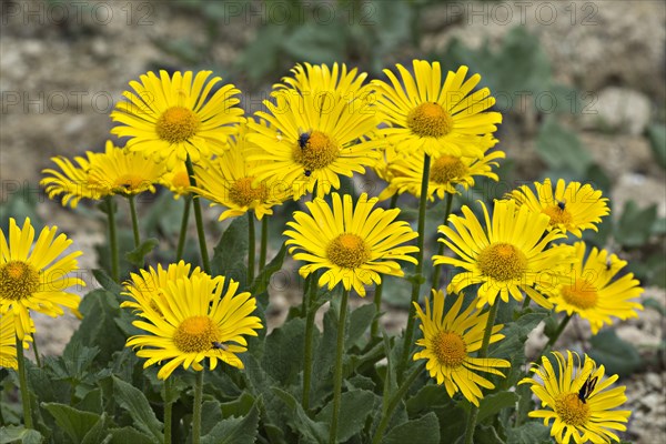 Doronicum (Doronicum grandiflorum)