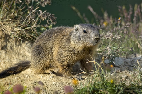 Alpine marmot (Marmota marmota)