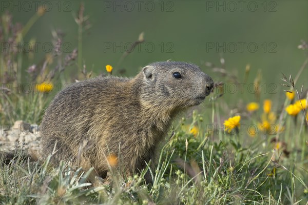 Alpine marmot (Marmota marmota) in a flower meadow