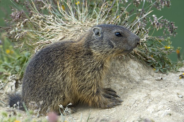 Alpine marmot (Marmota marmota)