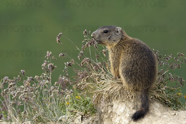 Alpine marmot (Marmota marmota)