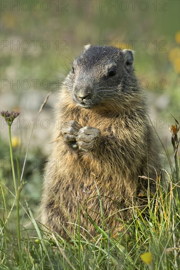 Alpine marmot (Marmota marmota)