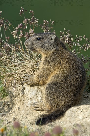 Alpine marmot (Marmota marmota)