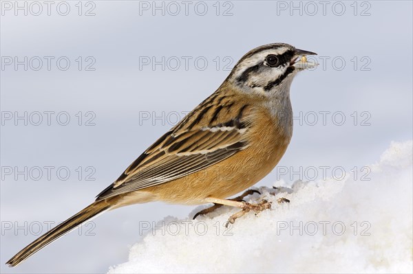 Rock Bunting (Emberiza cia) in the snow