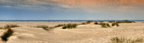 Sandy beach with dune grass